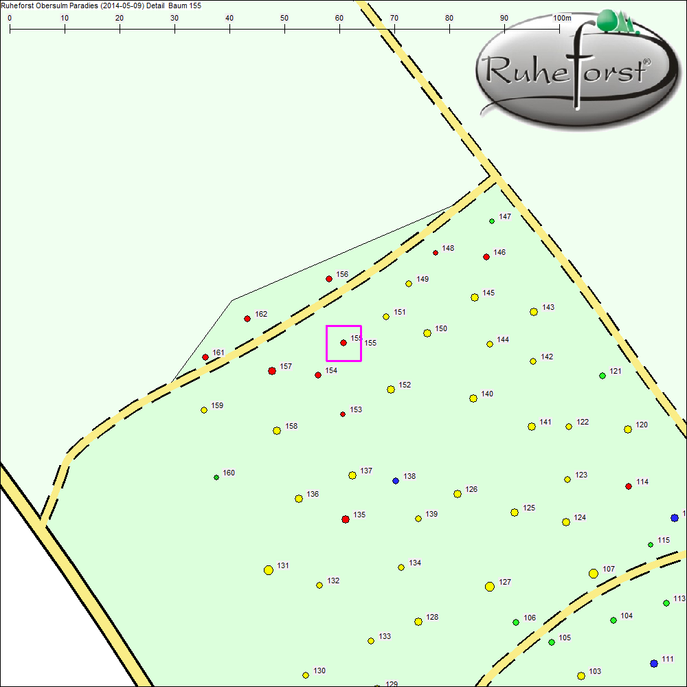 Detailkarte zu Baum 155