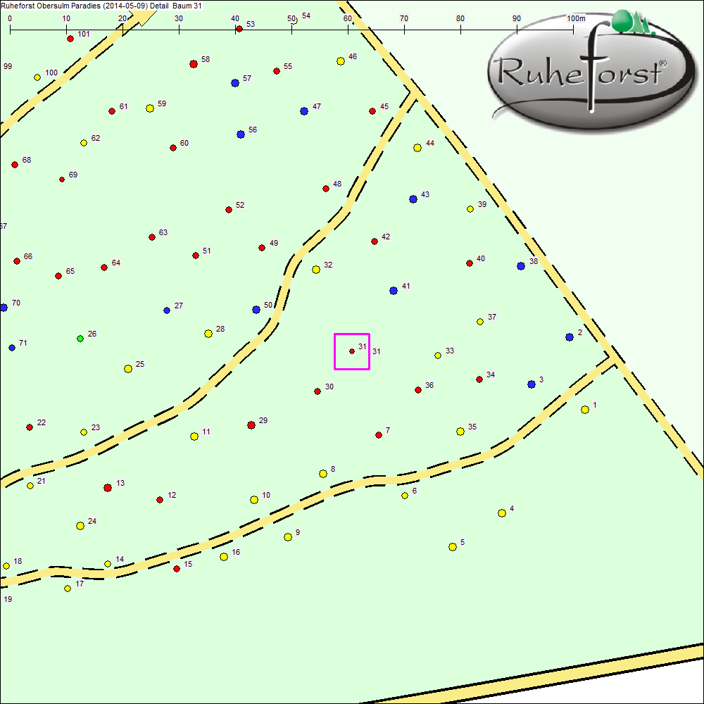Detailkarte zu Baum 31