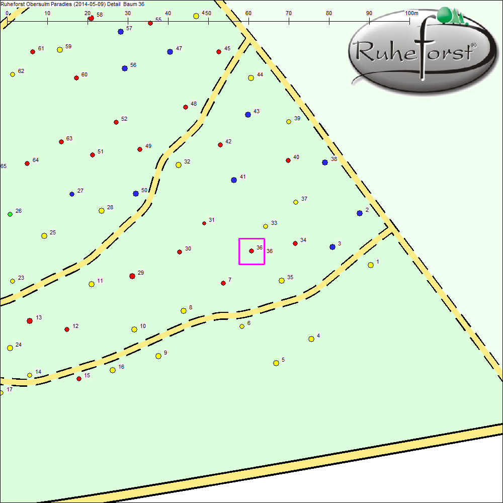 Detailkarte zu Baum 36