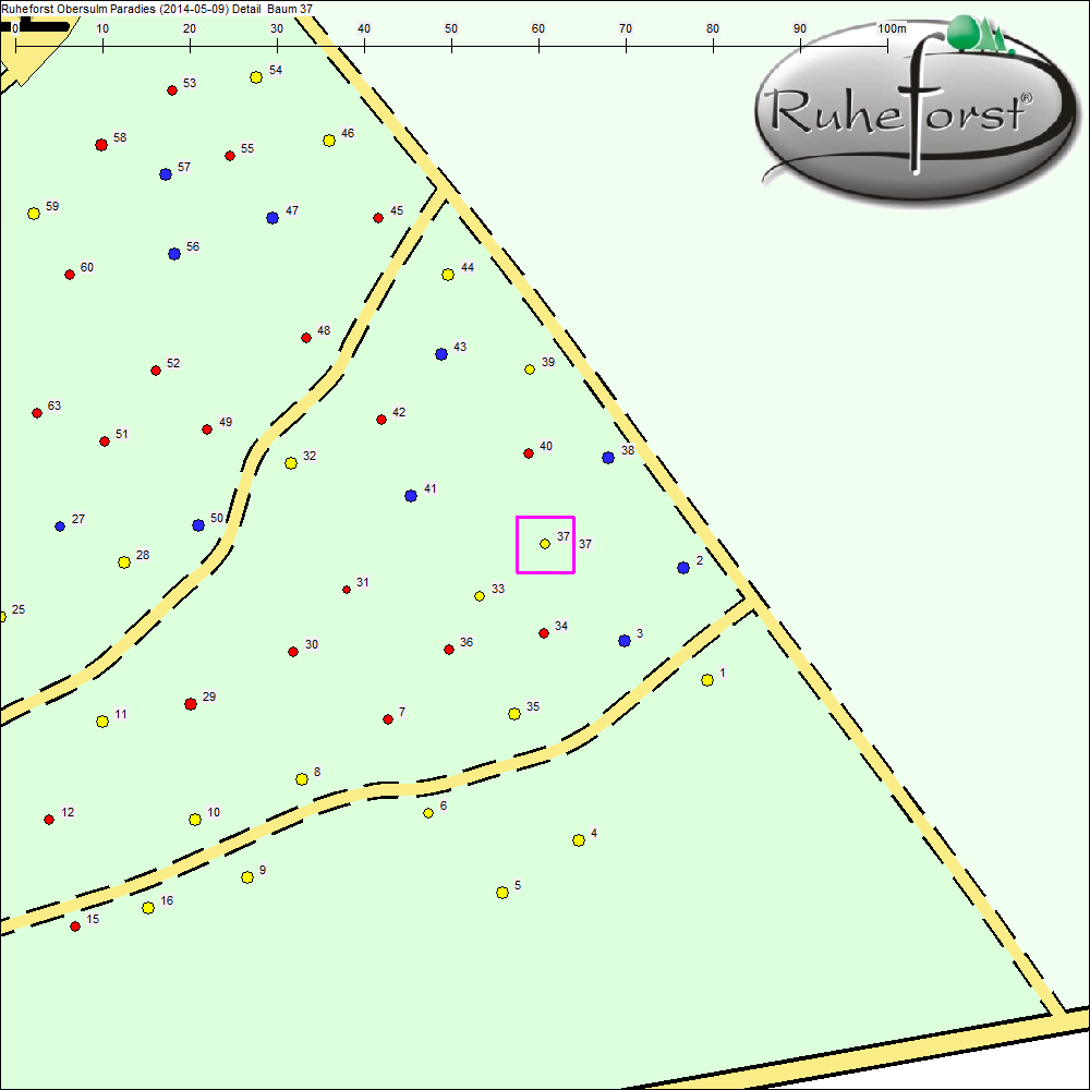 Detailkarte zu Baum 37