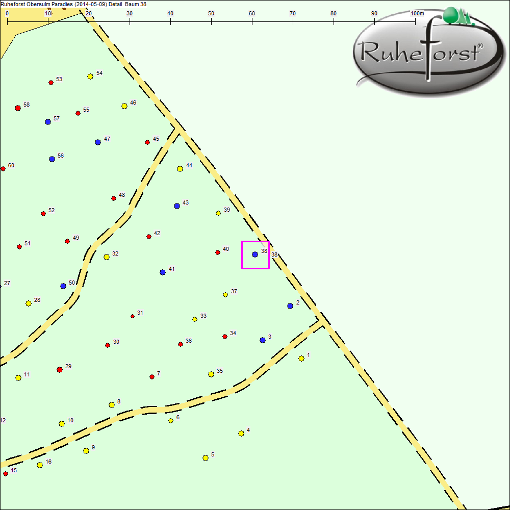 Detailkarte zu Baum 38
