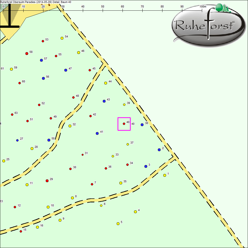 Detailkarte zu Baum 40