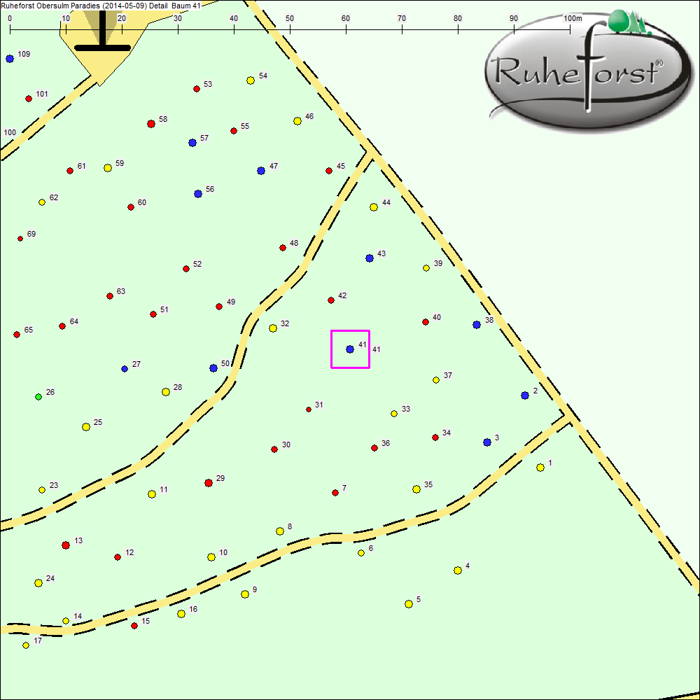 Detailkarte zu Baum 41