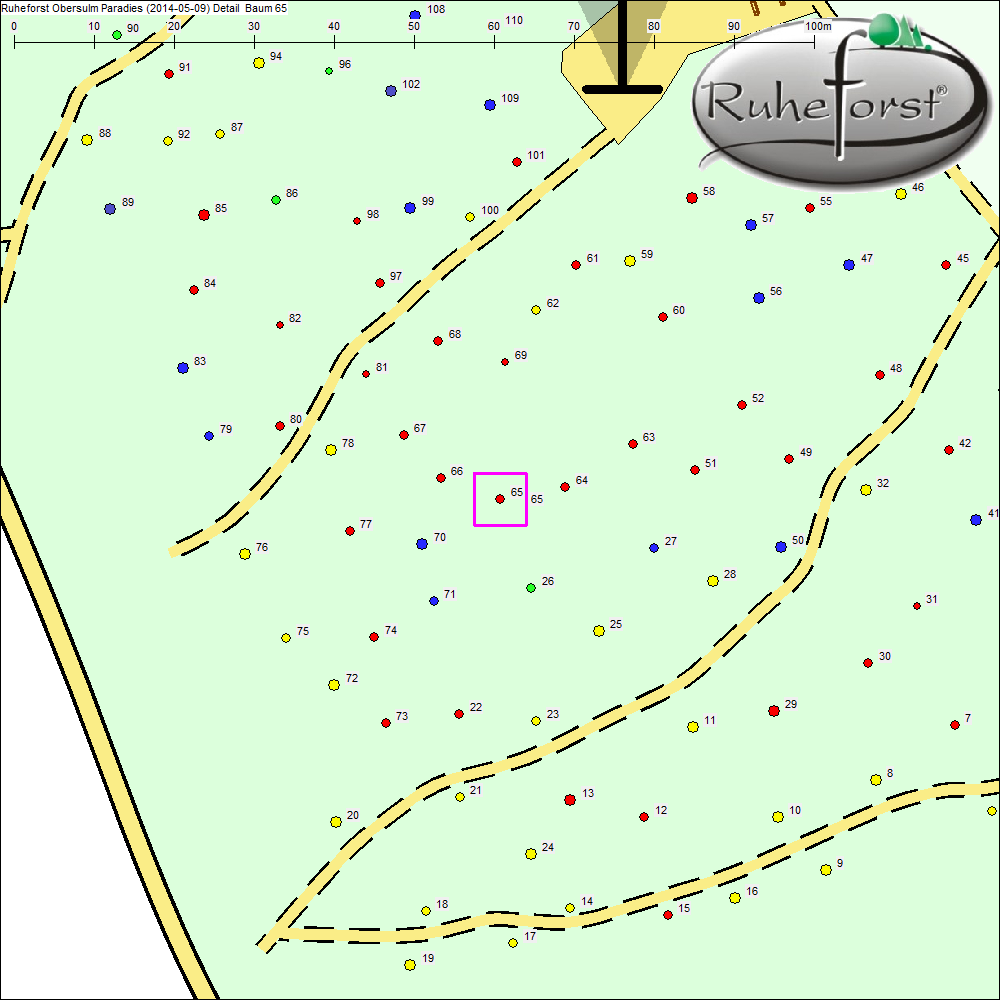 Detailkarte zu Baum 65