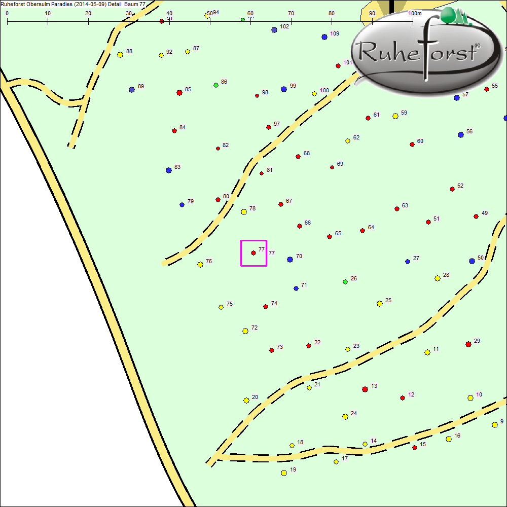 Detailkarte zu Baum 77